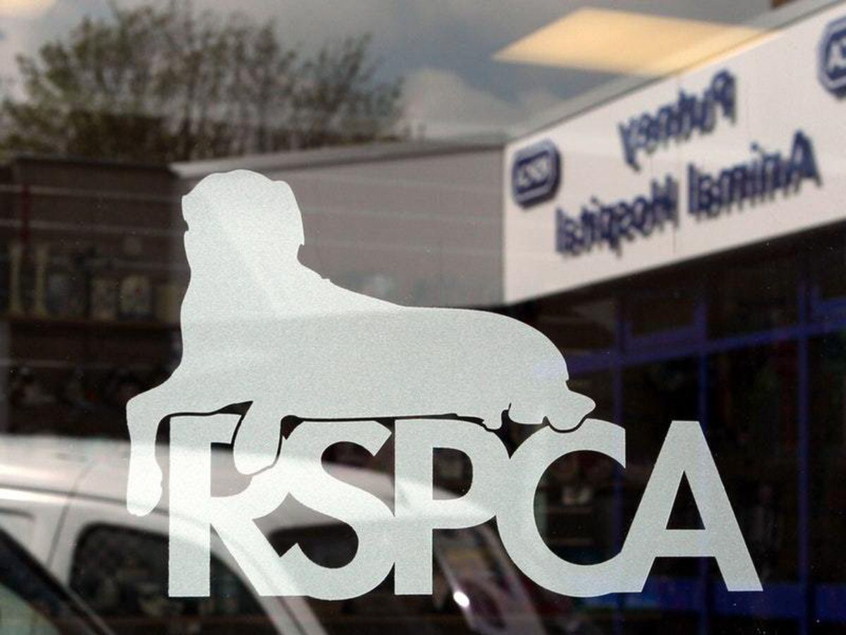 RSPCA gets official warning over ‘six-figure’ pay-out to former boss ...