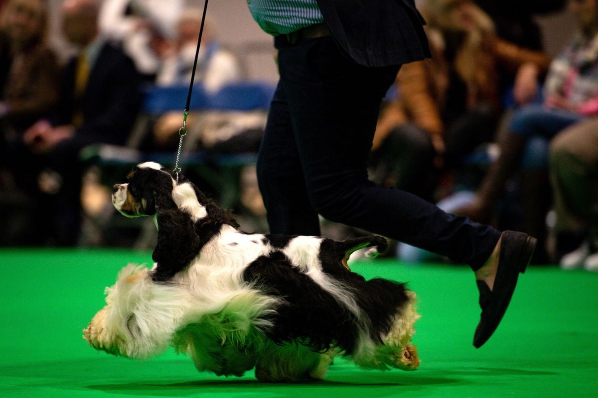 Crufts 2020: Highlights from day two at the Birmingham NEC event - with