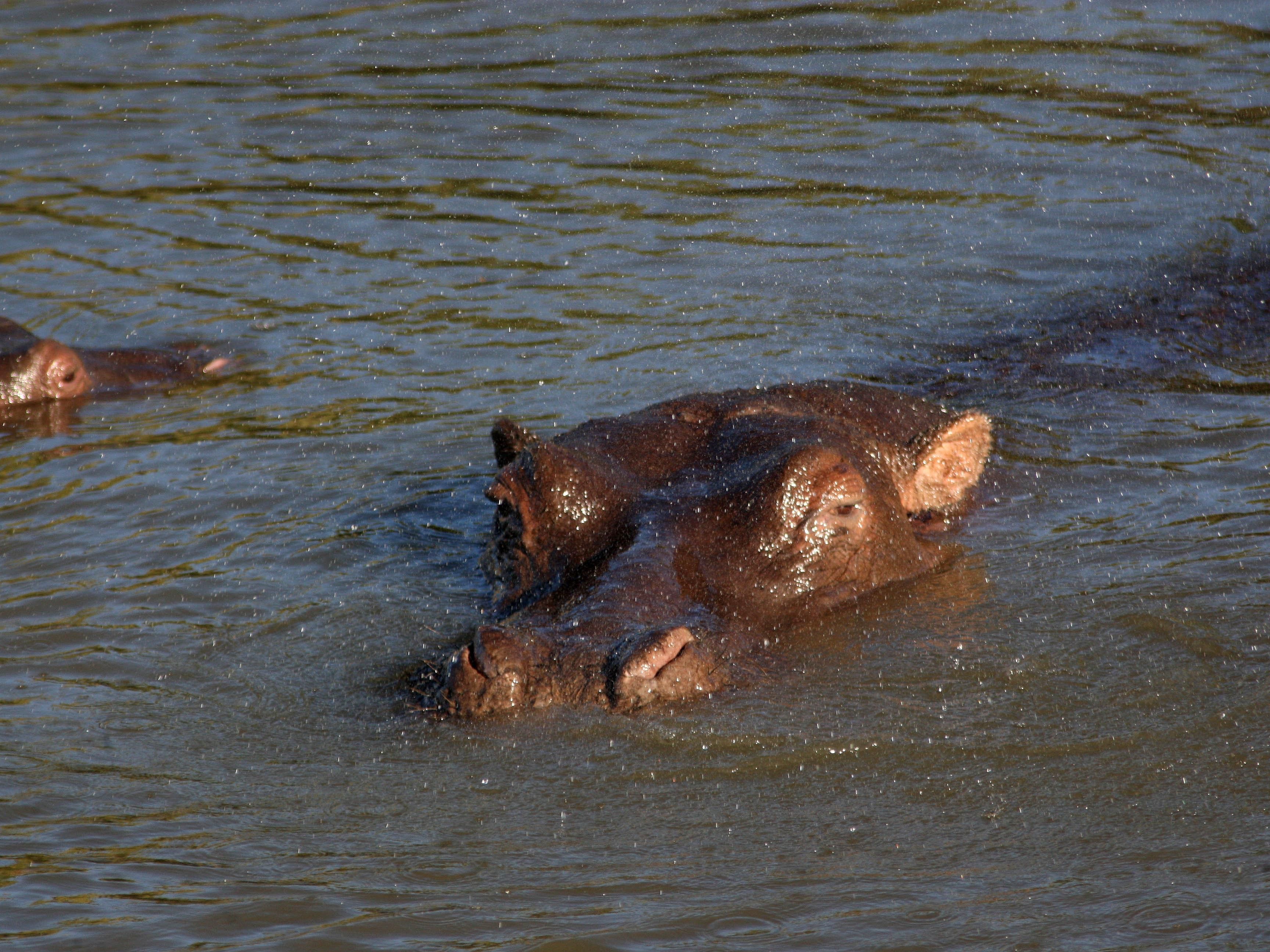 Trotting hippos can become airborne, scientists say