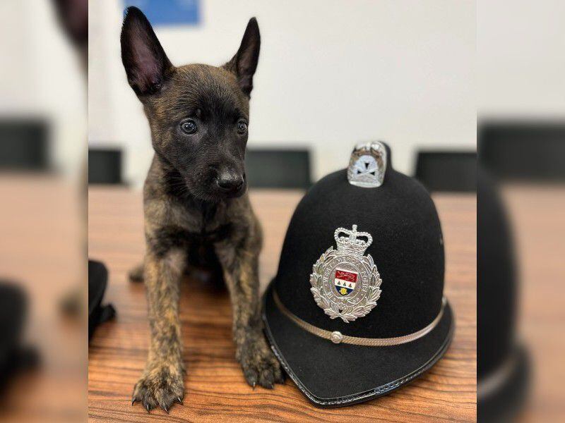 Dog lovers swoon over Shropshire force's newest wet-nosed recruit