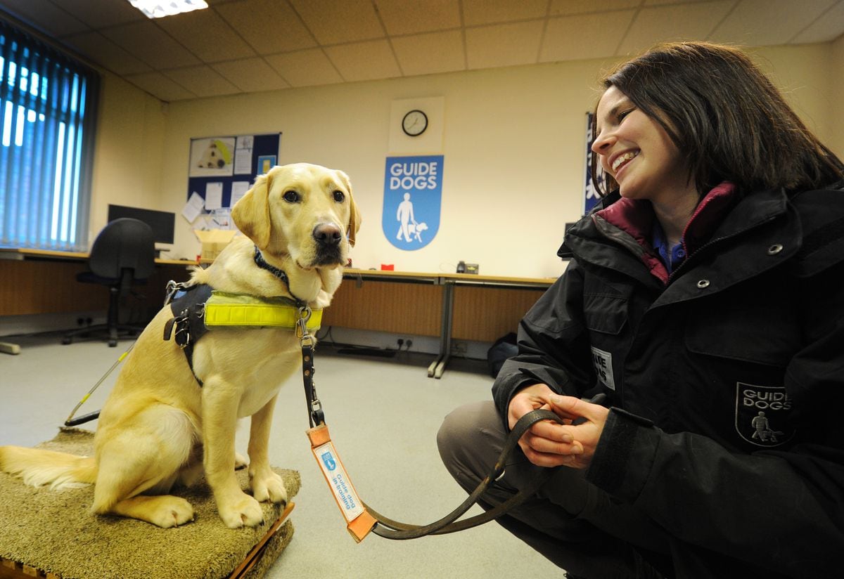 how long is the wait for a guide dog