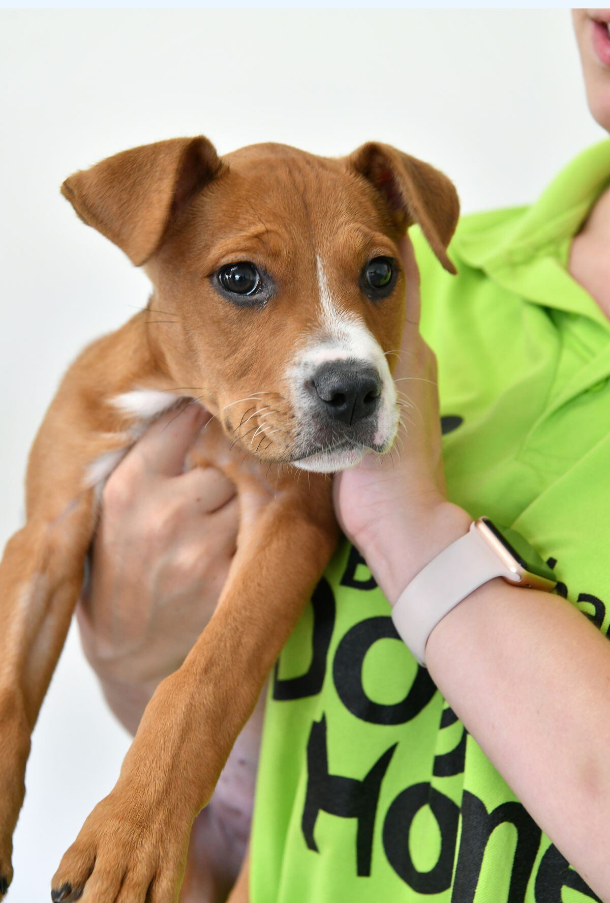 Jodie Prenger takes break from Annie role to visit Birmingham Dog's ...