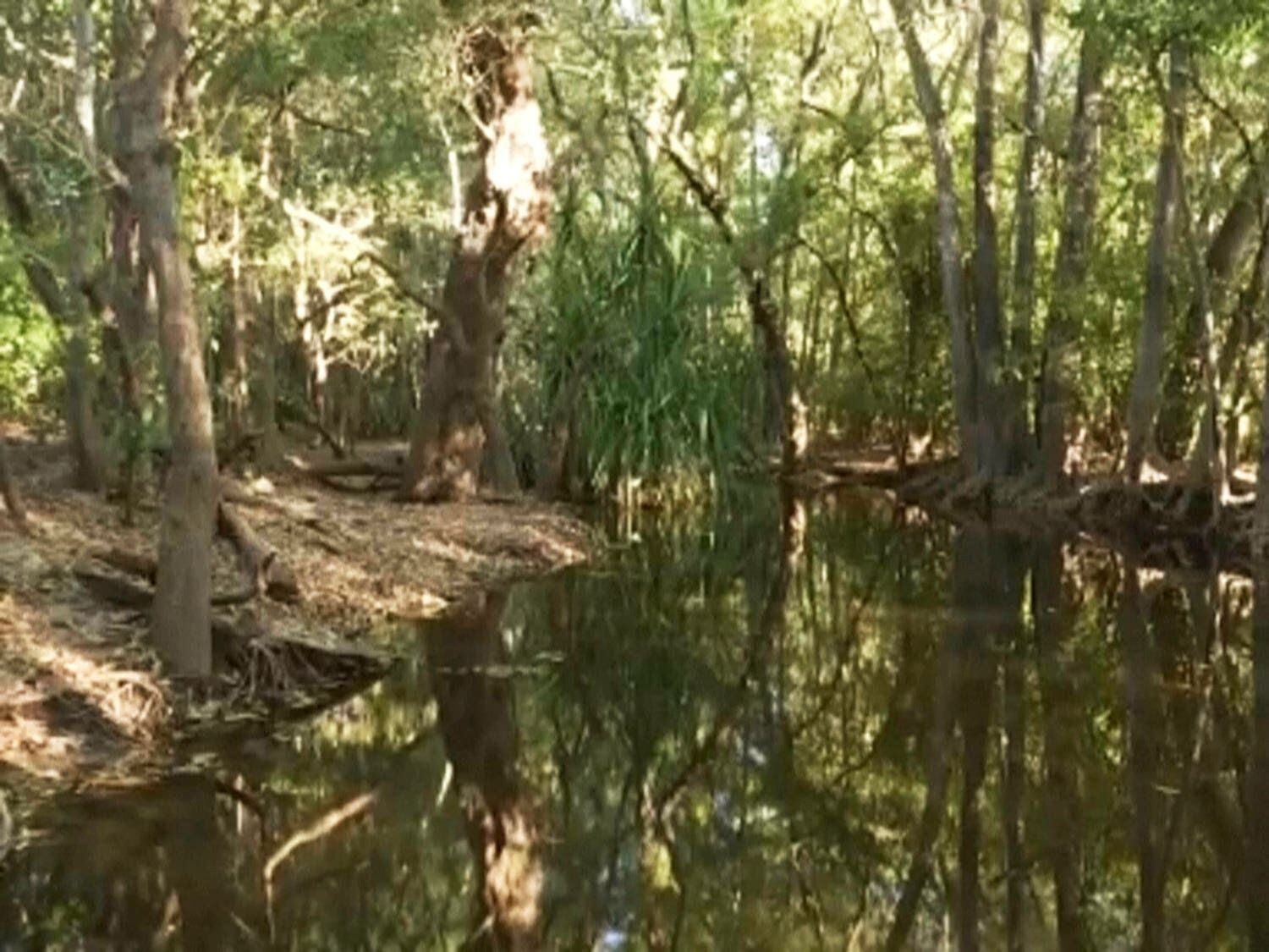 Crocodiles cannot outnumber people in area where girl was killed, leader says
