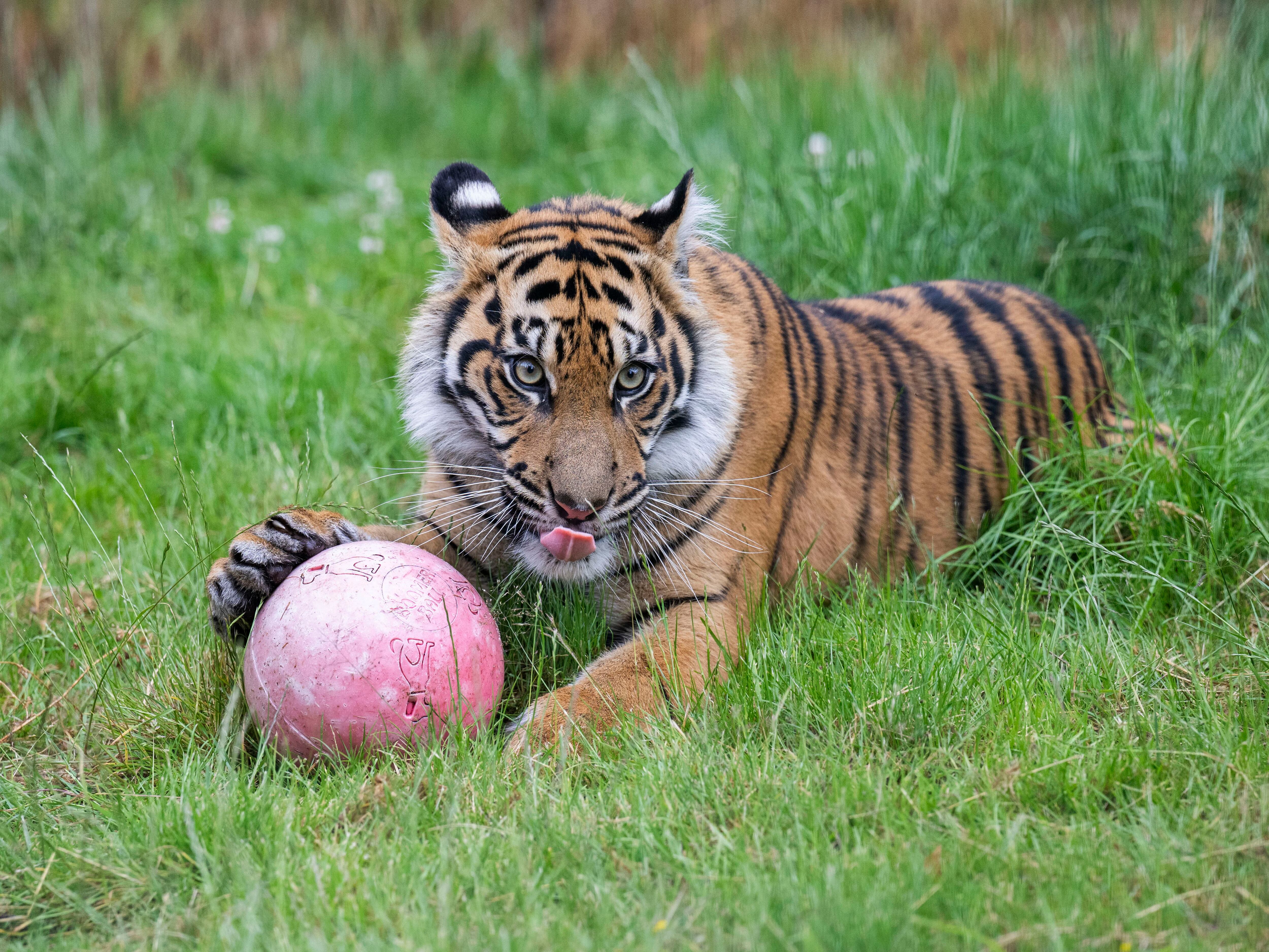 Watch: Tiger cub who used walking aids in first few weeks of life marks first birthday at West Midlands Safari Park