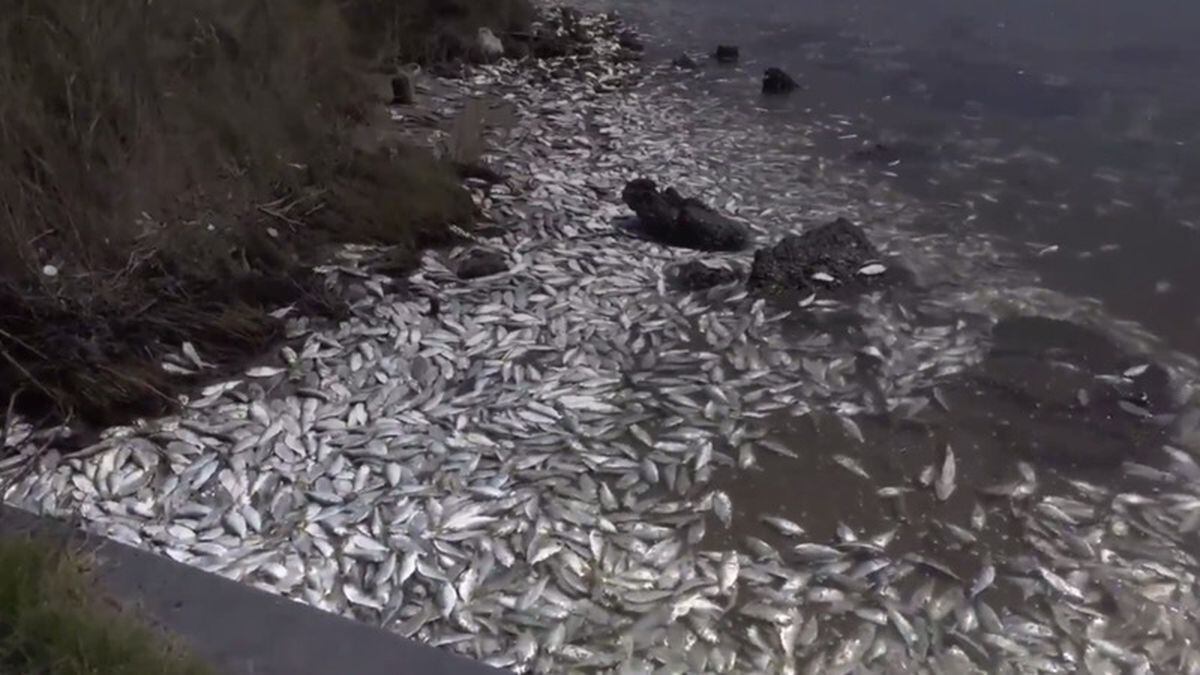 In video Thousands of dead fish wash up in Texas Express & Star