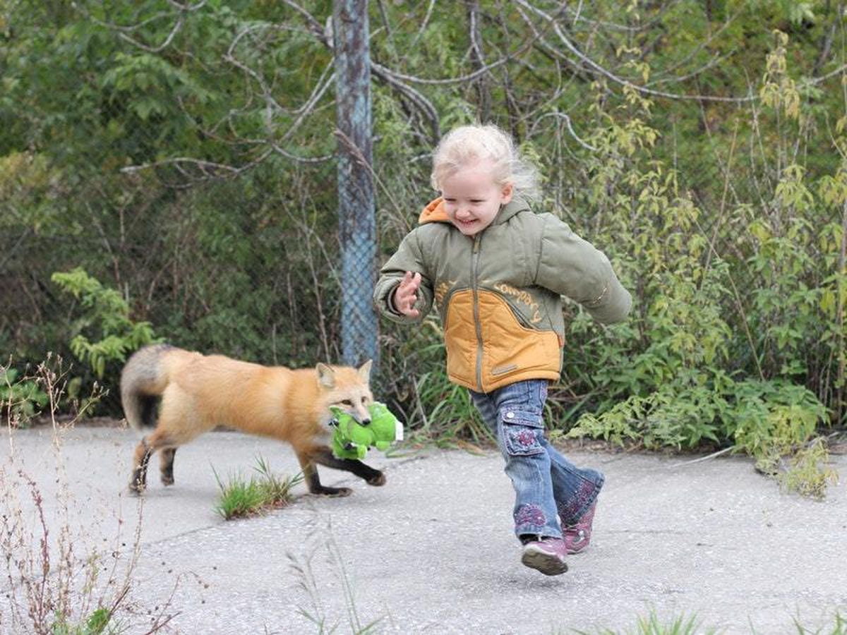 How to Tame a Fox (and Build a Dog) by Lee Alan Dugatkin