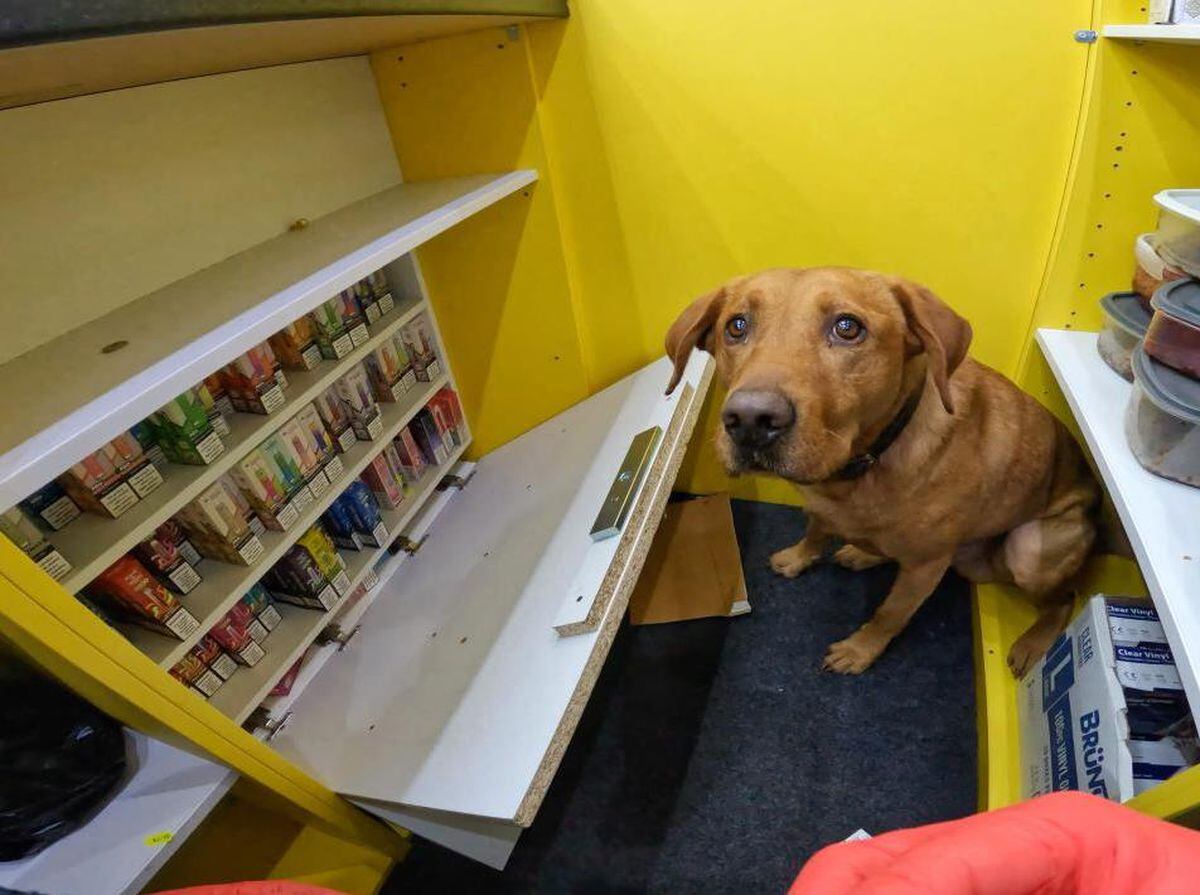 Gang hunt sniffer dog who has found illegal tobacco worth £6m, UK News