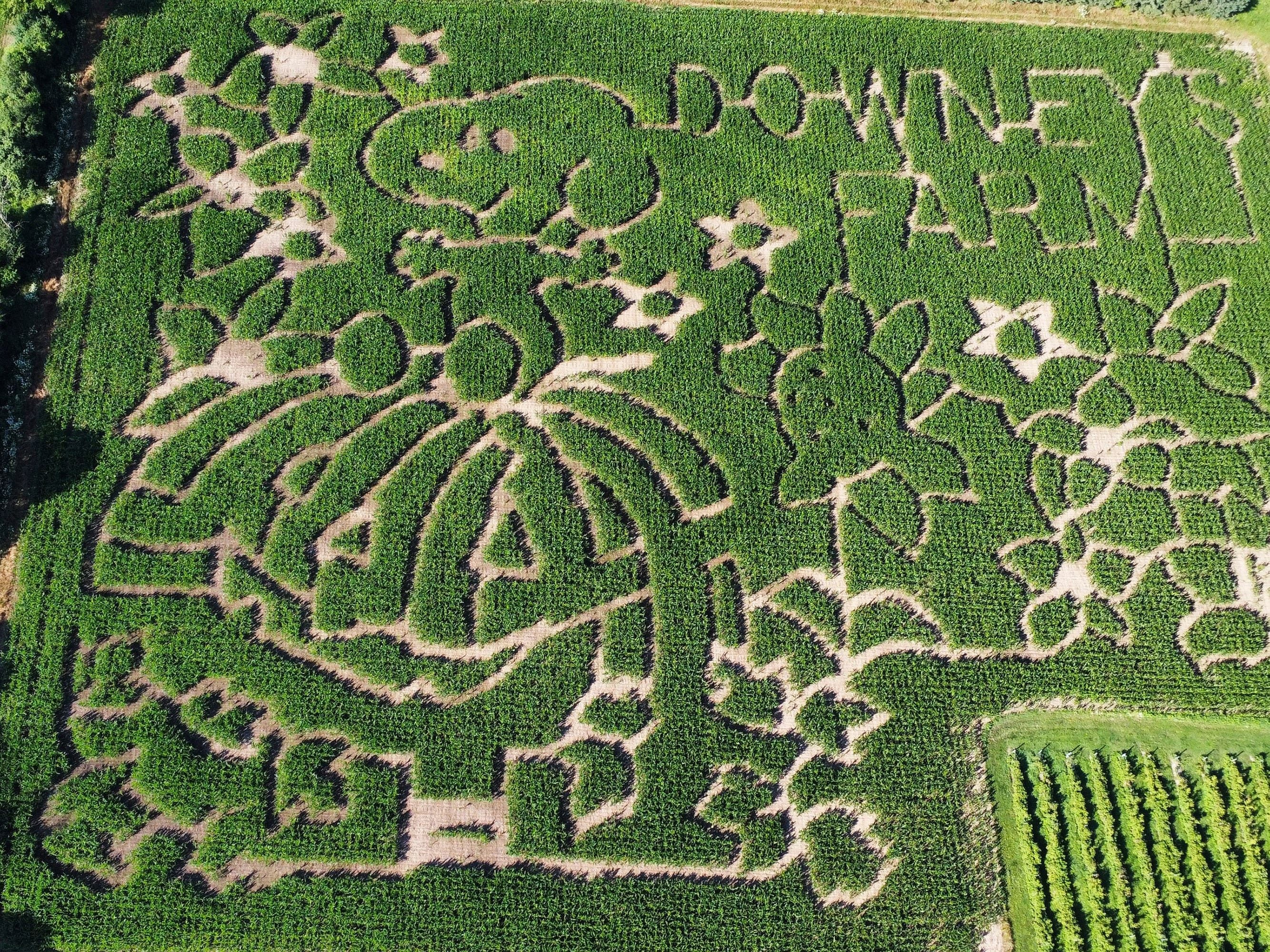 North American farmers honour Peanuts creator Charles M Schulz with corn mazes