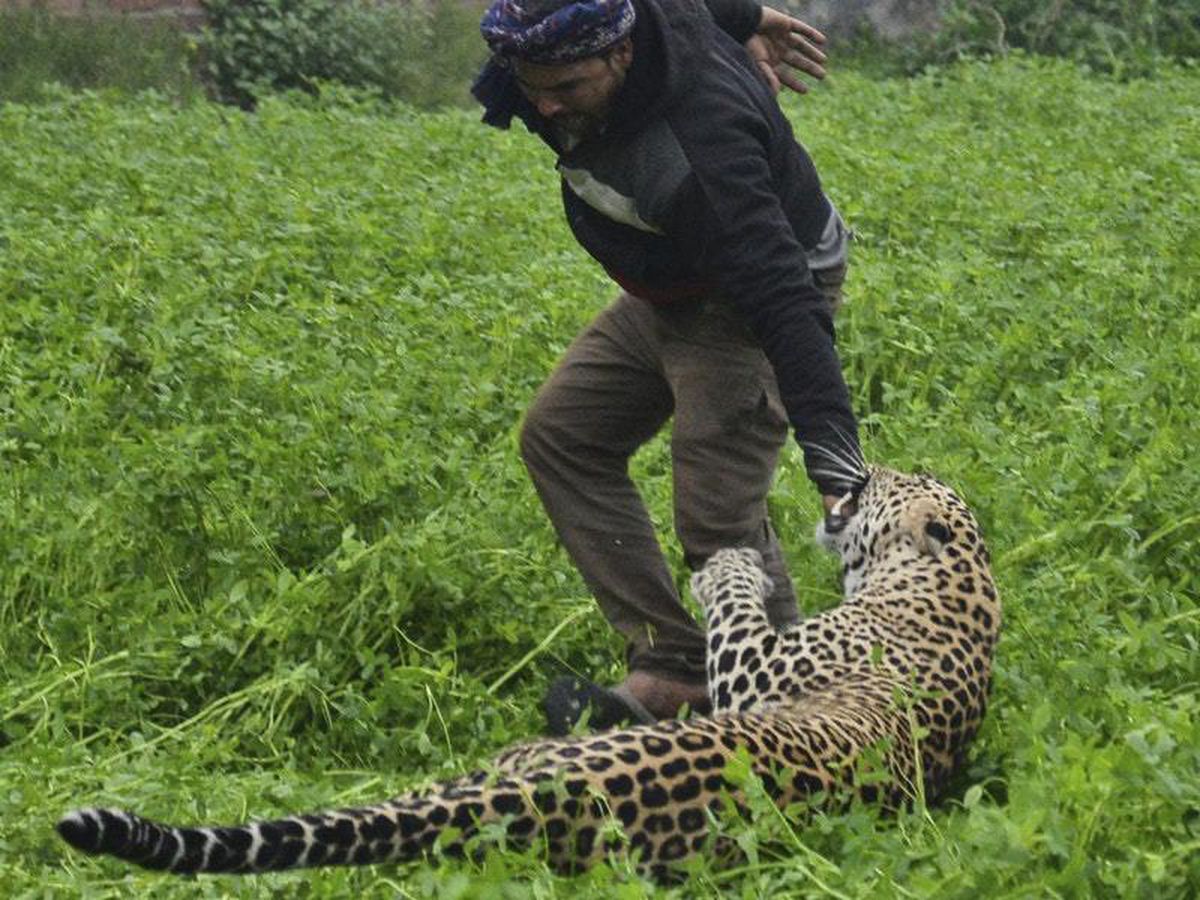 Leopard injures four after rampage in village in India | Express & Star