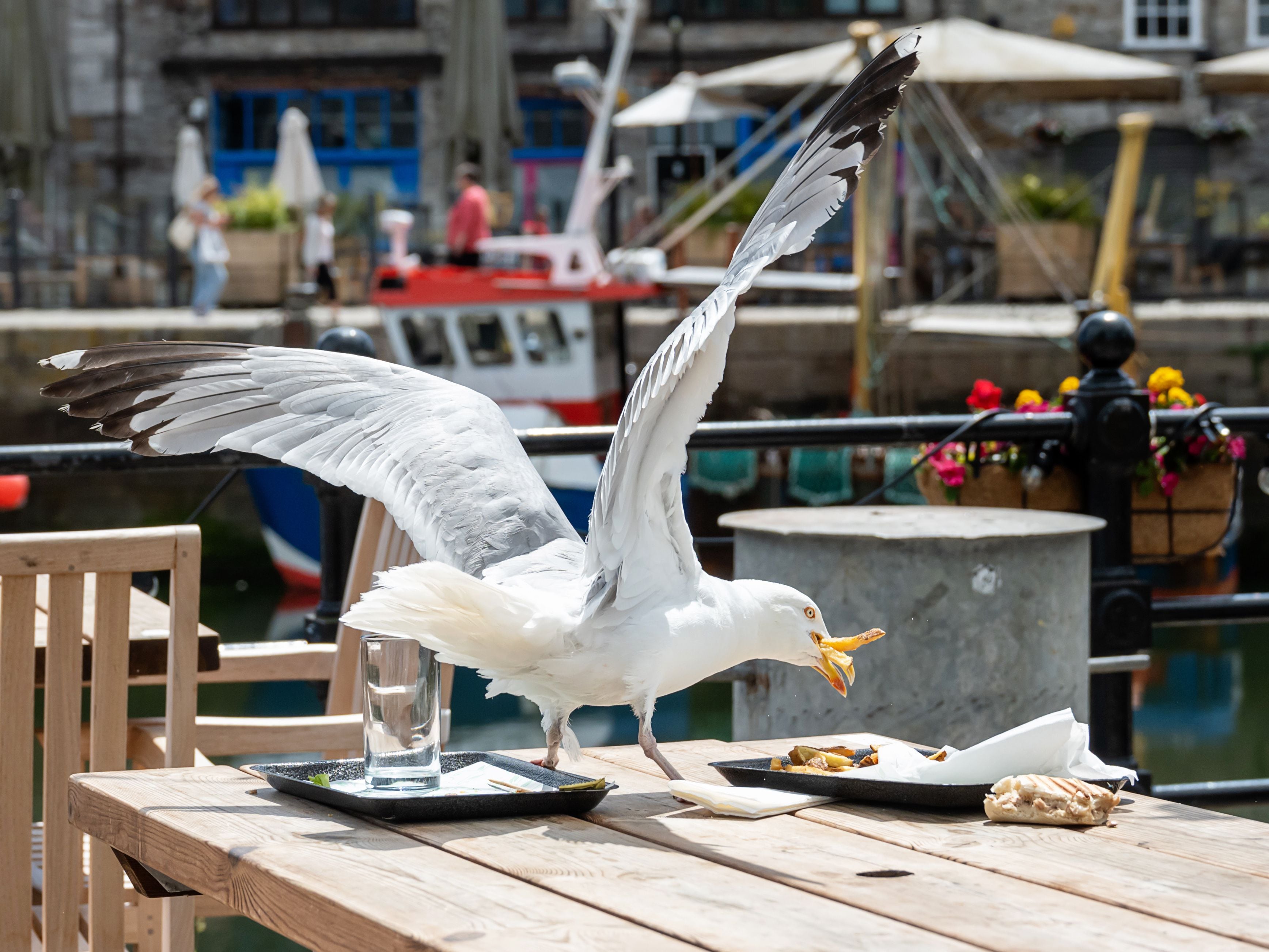 'Don't kill seagulls' police urge after reports of shootings near tourist hotspots