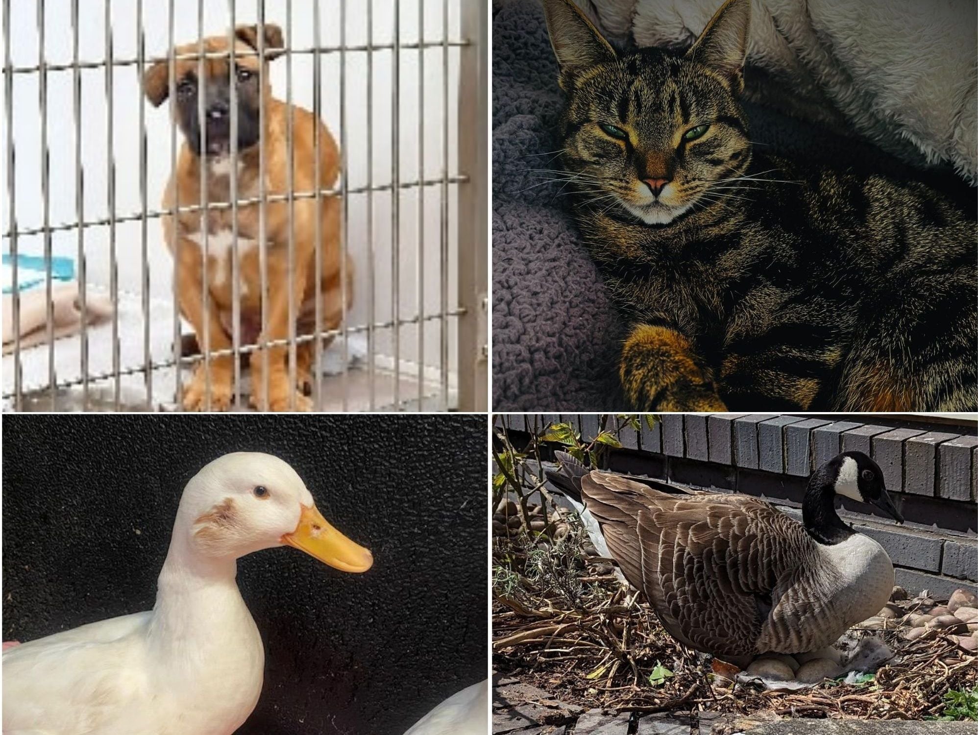 Some of the most shocking animal abuse stories this year as RSPCA details hundreds of callouts