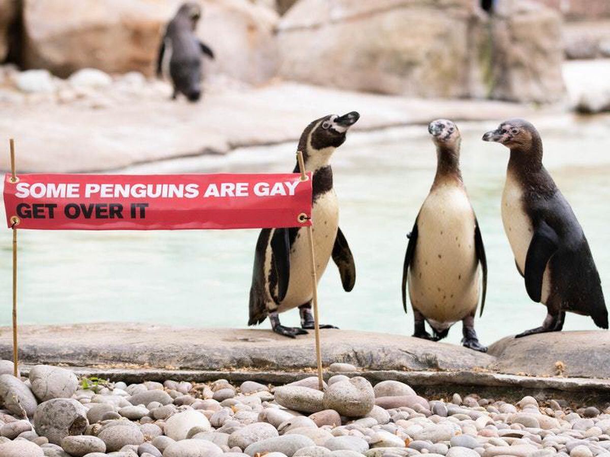 Same-sex penguin couples celebrate Pride at London Zoo | Express & Star