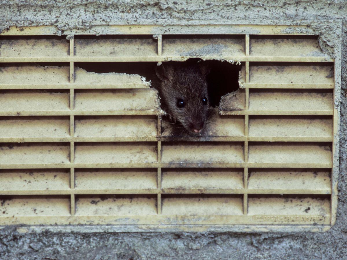 New York City hires rat tsar for 'wholesale slaughter' of rodent pests |  Express & Star