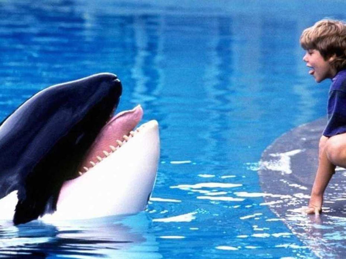 Film Talk: Looking Back – A whale of a time with Free Willy | Express ...