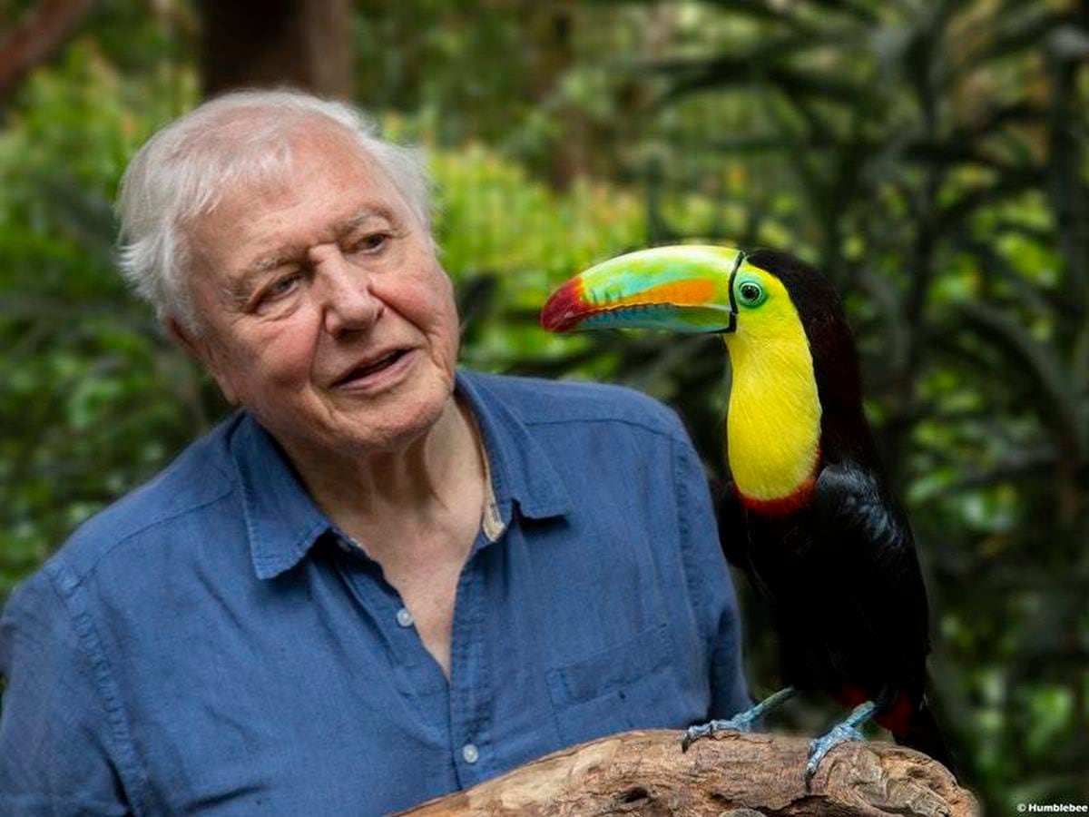 Sir David Attenborough to present new natural history series for BBC
