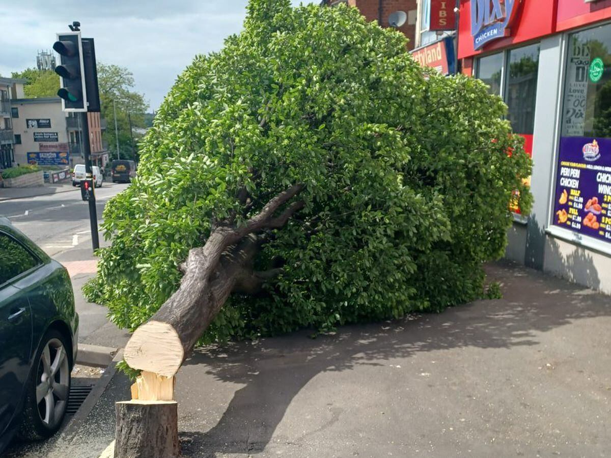 Tree next to busy road is cut down in its prime leaving residents and