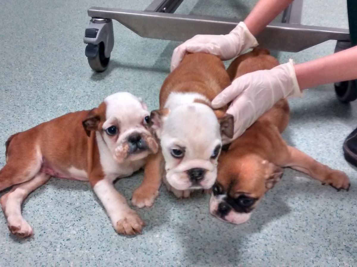 Feeding newborn outlet english bulldog puppies