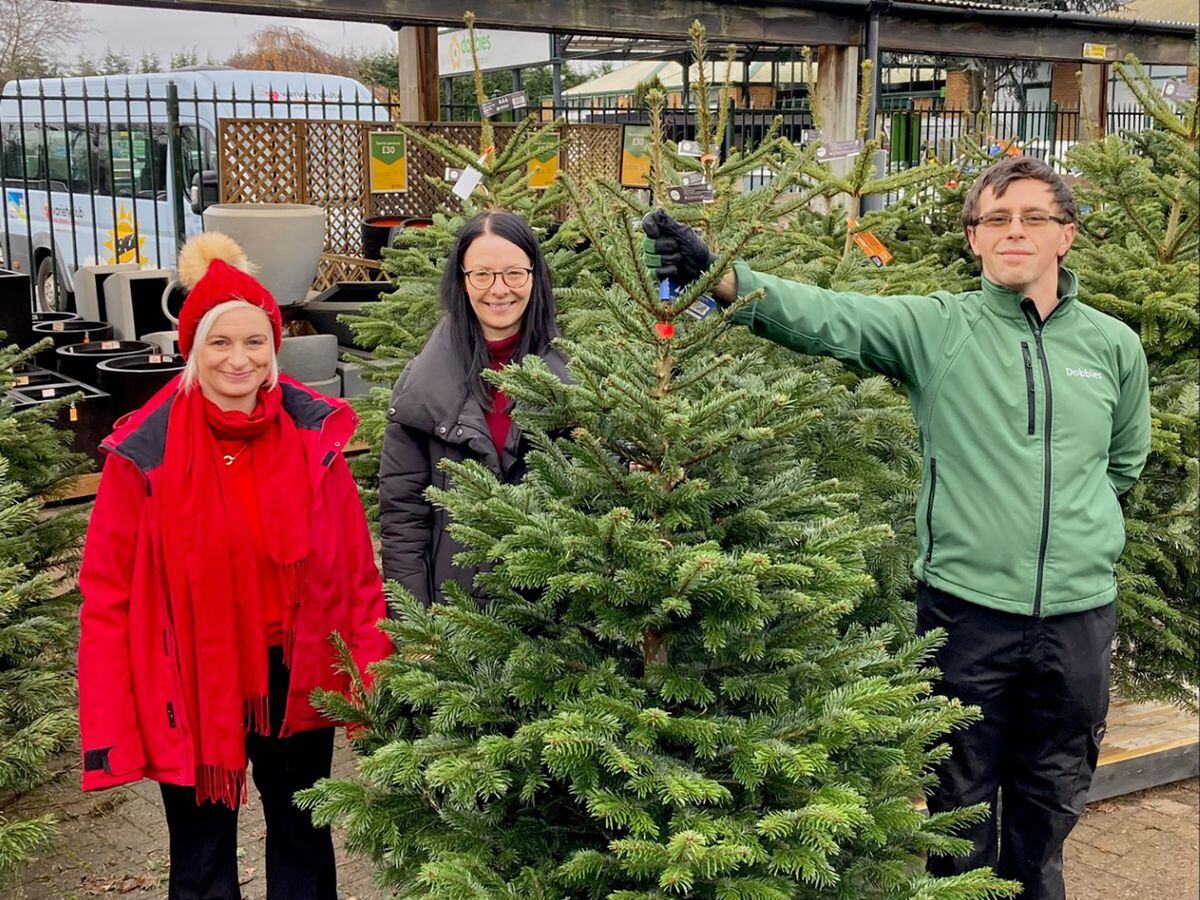 Dobbies deals christmas trees